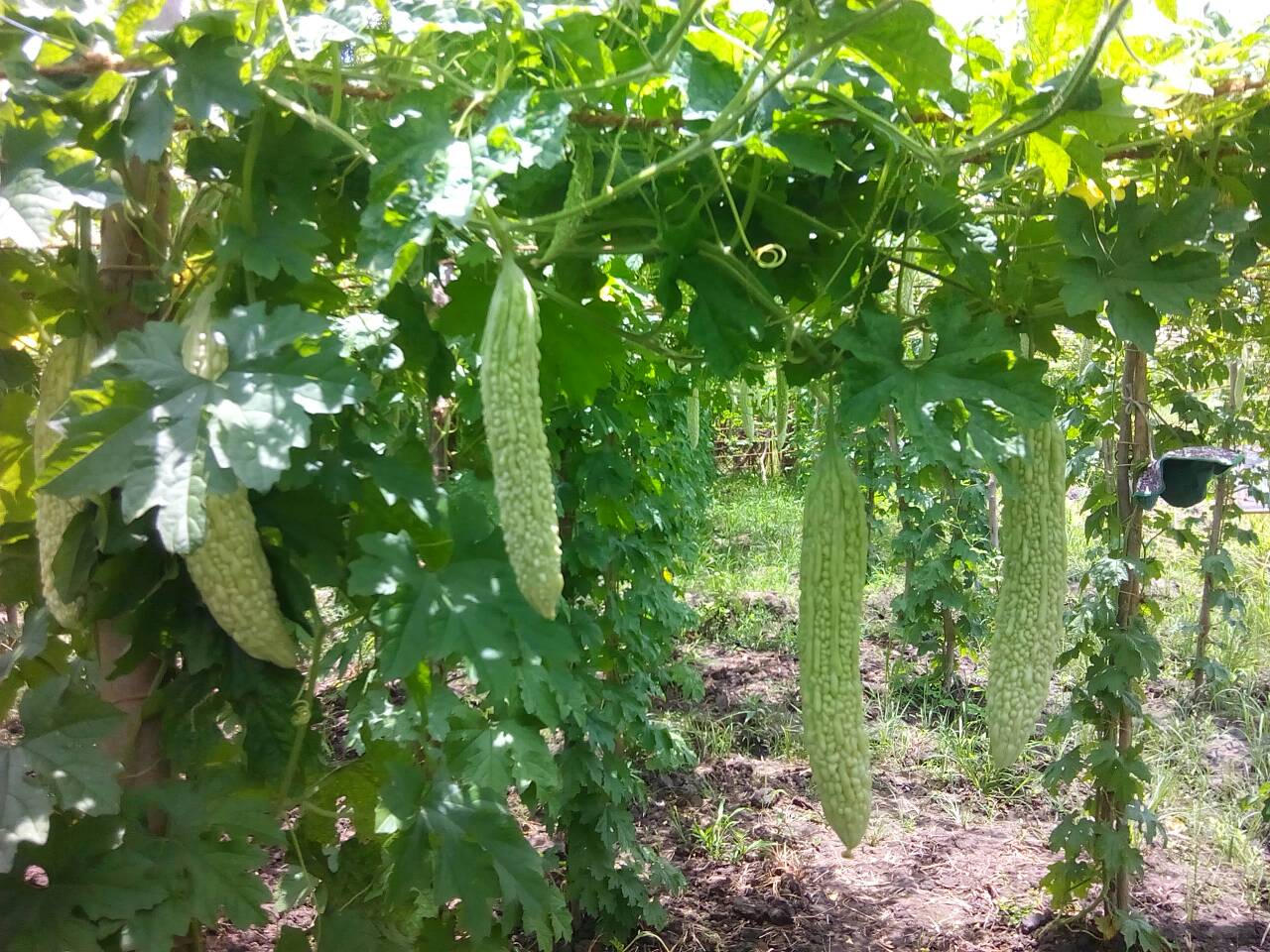 Bittergourd AgroCulture